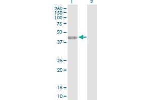 Western Blot analysis of PARD6A expression in transfected 293T cell line by PARD6A MaxPab polyclonal antibody.