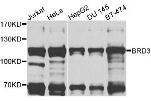 Western blot analysis of extracts of various cell lines, using BRD3 antibody (ABIN6003514) at 1/1000 dilution.