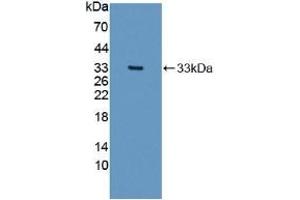 Detection of Recombinant COL1a2, Human using Polyclonal Antibody to Collagen Type I Alpha 2 (COL1a2) (COL1A2 anticorps  (AA 1103-1366))