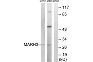 Western blot analysis of extracts from K562/COS7 cells, using MARCH3 Antibody. (MARCH3 anticorps  (AA 111-160))