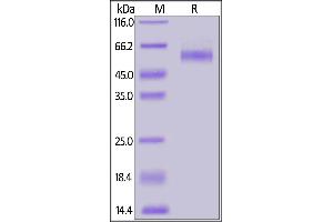 Biotinylated Human TGFBR2, Fc,Avitag on  under reducing (R) condition.