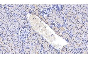 Detection of GPC4 in Human Kidney Tissue using Polyclonal Antibody to Glypican 4 (GPC4)