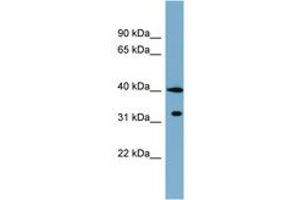 Image no. 1 for anti-Potassium Channel Tetramerisation Domain Containing 9 (KCTD9) (C-Term) antibody (ABIN6742050) (KCTD9 anticorps  (C-Term))