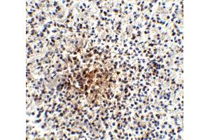 Immunohistochemical staining of human spleen tissue with Pdcd1 monoclonal antibody, clone 7A11B1  at 25 ug/mL.