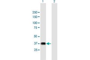 Western Blot analysis of NRBF2 expression in transfected 293T cell line by NRBF2 MaxPab polyclonal antibody. (NRBF2 anticorps  (AA 1-287))