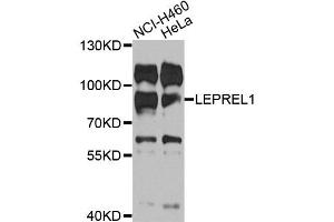 Western blot analysis of extracts of various cell lines, using LEPREL1 antibody (ABIN5975696) at 1/1000 dilution. (LEPREL1 anticorps)