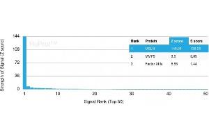 Analysis of Protein Array containing more than 19,000 full-length human proteins using Mesothelin Mouse Monoclonal Antibody (MSLN/3384).