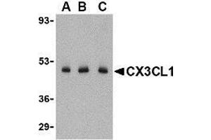 Western blot analysis of CX3CL1 in C2C12 cell lysate with CX3CL1 antibody at (A) 0. (CX3CL1 anticorps  (N-Term))