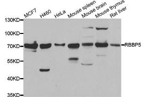 Western blot analysis of extracts of various cell lines, using RBBP5 antibody (ABIN5974189) at 1/1000 dilution. (RBBP5 anticorps)