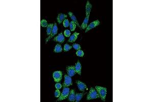 Confocal immunofluorescent analysis of GLA Antibody (N-term) (ABIN390687 and ABIN2840977) with Hela cell followed by Alexa Fluor?
