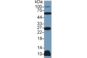 Western Blot; Sample: Rat Heart lysate; Primary Ab: 2µg/ml Rabbit Anti-Human TNFSF12 Antibody Second Ab: 0.