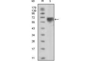 Western Blot showing TYRO3 antibody used against extracellular domain of human TYRO3 (aa41-429). (TYRO3 anticorps)