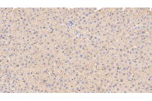 Detection of APOE in Rat Liver Tissue using Monoclonal Antibody to Apolipoprotein E (APOE)