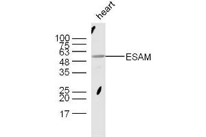 Mouse heart lysates probed with Rabbit Anti-ESAM Polyclonal Antibody, Unconjugated  at 1:300 overnight at 4˚C. (ESAM anticorps  (AA 21-120))