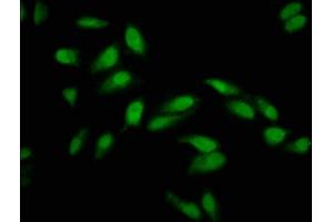 Immunofluorescence staining of Hela cells with ABIN7163794 at 1:133, counter-stained with DAPI.