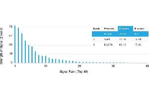 Protein Array (PAr) image for anti-Neural Cell Adhesion Molecule 1 (NCAM1) antibody (ABIN7456209)