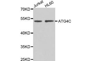 Western blot analysis of extracts of various cell lines, using ATG4C antibody (ABIN4902967) at 1:1000 dilution. (ATG4C anticorps)
