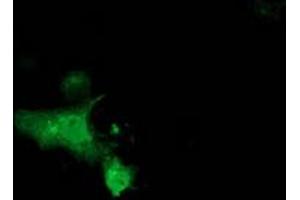 Anti-MGRN1 mouse monoclonal antibody (ABIN2454427) immunofluorescent staining of COS7 cells transiently transfected by pCMV6-ENTRY MGRN1 (RC208284). (Mahogunin RING Finger Protein 1 anticorps)