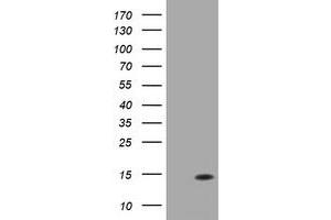 Image no. 3 for anti-D-Dopachrome Tautomerase (DDT) antibody (ABIN1497800) (DDT anticorps)