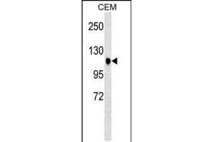 Western blot analysis in CEM cell line lysates (35ug/lane). (ATXN7 anticorps  (AA 354-381))