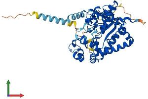 AlphaFold protein structure predicition of Mouse Recombinant Gal3st1 Protein, UniprotID Q9JHE4