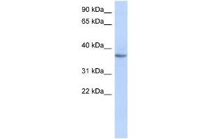 Western Blotting (WB) image for anti-Olfactory Receptor, Family 10, Subfamily X, Member 1 (OR10X1) antibody (ABIN2460061) (OR10X1 anticorps)