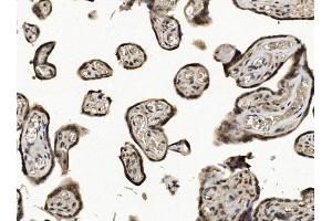 IHC analysis of EIF1 using anti-EIF1 antibody (ABIN7600461).