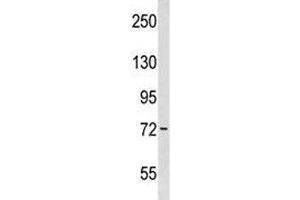 Wee1 antibody western blot analysis in WiDr lysate.