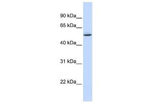 GTPBP10 antibody used at 1 ug/ml to detect target protein. (GTPBP10 anticorps)