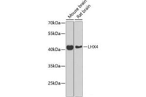 Western blot analysis of extracts of various cell lines using LHX4 Polyclonal Antibody at dilution of 1:1000. (LHX4 anticorps)