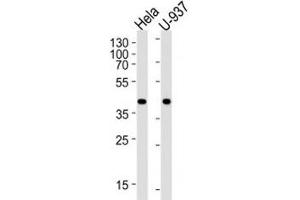 Western blot analysis of lysate from HeLa, U-937 cell line (left to right) using PGK1 antibody; Ab was diluted at 1:1000 for each lane. (PGK1 anticorps  (AA 117-145))