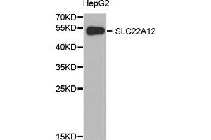 Western Blotting (WB) image for anti-Solute Carrier Family 22 (Organic Anion/urate Transporter), Member 12 (SLC22A12) antibody (ABIN1874812) (SLC22A12 anticorps)