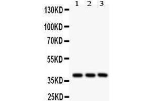 Western Blotting (WB) image for anti-Prostaglandin E Receptor 2 (Subtype EP2), 53kDa (PTGER2) (AA 281-308), (C-Term) antibody (ABIN3043363) (PTGER2 anticorps  (C-Term))