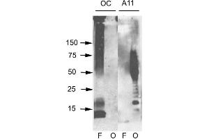Western blot analysis of Human Abeta42 fibrils and prefibrillar oligomers showing detection of Amyloid Fibrils (OC) protein using Rabbit Anti-Amyloid Fibrils (OC) Polyclonal Antibody . (Amyloid anticorps (PE))
