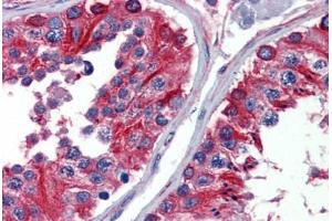 Anti-Alpha Tubulin antibody IHC staining of human testis.