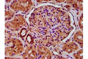 IHC image of ABIN7171594 diluted at 1:500 and staining in paraffin-embedded human kidney tissue performed on a Leica BondTM system.