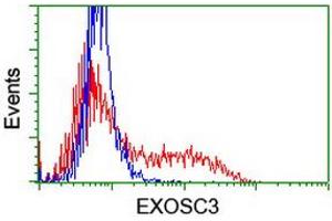 Flow Cytometry (FACS) image for anti-Exosome Component 3 (EXOSC3) antibody (ABIN1498138) (EXOSC3 anticorps)