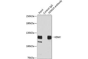 Immunoprecipitation analysis of 200 μg extracts of HeLa cells using 3 μg KDM1 antibody (ABIN3021574, ABIN3021575, ABIN3021576, ABIN1513123 and ABIN1514268). (LSD1 anticorps  (AA 130-380))