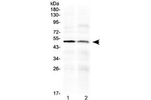 Western blot testing of human 1) PANC1 and 2) HepG2 cell lysate with HtrA3 antibody at 0. (HTRA3 anticorps  (AA 330-362))