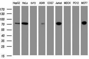 Image no. 3 for anti-Zinc Finger and SCAN Domain Containing 18 (ZSCAN18) antibody (ABIN1501861) (ZSCAN18 anticorps)
