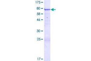 Image no. 1 for Ankyrin Repeat and MYND Domain Containing 2 (ANKMY2) (AA 1-441) protein (GST tag) (ABIN1345078)