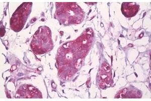 Anti-CBFB antibody IHC staining of human breast, epithelium. (CBFB anticorps  (AA 11-60))