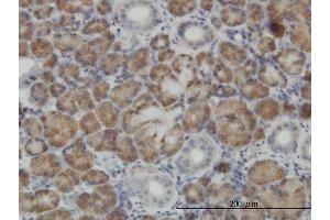 Immunoperoxidase of monoclonal antibody to CNO on formalin-fixed paraffin-embedded human salivary gland. (BLOC1S4 anticorps  (AA 108-217))