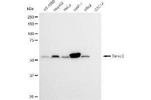 Western blotting analysis using Smad2 antibody (ABIN7800371).