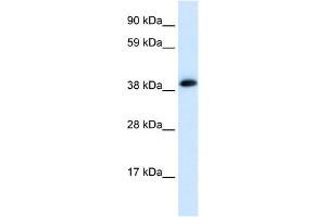 WB Suggested Anti-CHRNA1 Antibody Titration:  0. (CHRNA1 anticorps  (C-Term))