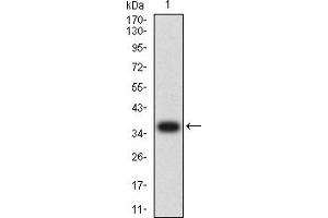 Western blot analysis using APAF1 mAb against human APAF1 (AA: 1138-1237) recombinant protein.