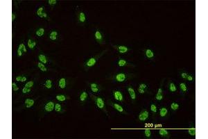 Image no. 4 for anti-A Kinase (PRKA) Anchor Protein 8 (AKAP8) (AA 551-663) antibody (ABIN599126) (AKAP8 anticorps  (AA 551-663))