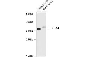 Western blot analysis of extracts of various cell lines, using CD152/CTLA-4 antibody (ABIN6130051, ABIN6139198, ABIN6139200 and ABIN6218154) at 1:1000 dilution. (CTLA4 anticorps  (AA 49-223))