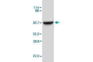 Image no. 1 for Interleukin 12 beta (IL12B) (AA 23-328) protein (ABIN5569897)