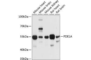 Western blot analysis of extracts of various cell lines, using PDE1A antibody (ABIN6131333, ABIN6145346, ABIN6145347 and ABIN6214718) at 1:1000 dilution.